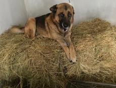 Отдам в добрые руки, полу бельгиец, 4 года