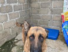 Отдам в добрые руки, полу бельгиец, 4 года