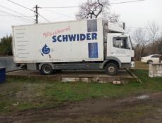 Доставка мимозы