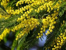 Мимоза продаётся