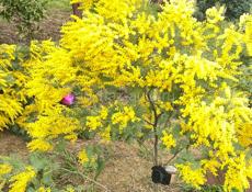 Скупаем мимозу