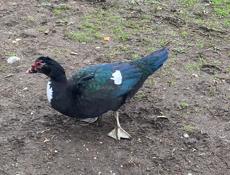 Индоутки очень хорошие утки 