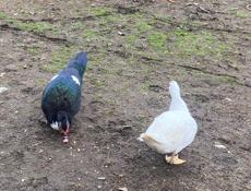 Индоутки очень хорошие утки 