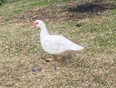 Индоутки очень хорошие утки 