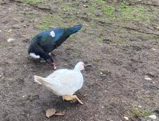 Индоутки очень хорошие утки 