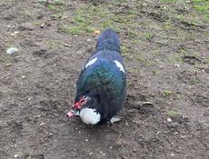 Индоутки очень хорошие утки 