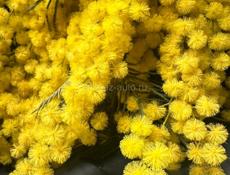 Куплю мимозу