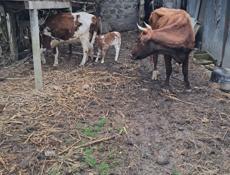 Все вопросы по телефону 