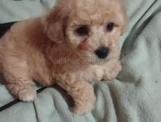 Щенки пушона