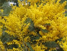 Закупаем мимозу оптом