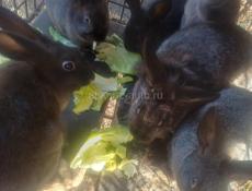 Продаю 3 кроликов цена 2 т кушают всё не презотливое