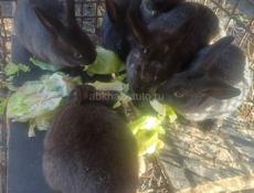 Продаю 3 кроликов цена 2 т кушают всё не презотливое