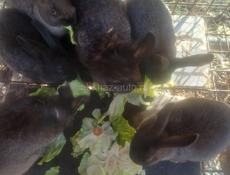 Продаю 3 кроликов цена 2 т кушают всё не презотливое