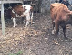 Все вопросы по телефону 