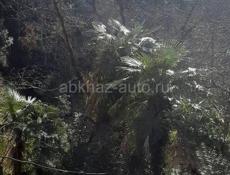 Дом в Сухуми.