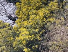 Продаётся ШИКАРНАЯ мимоза 