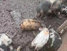 Продаю поросят .