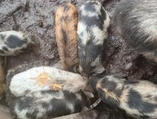 Продаю поросят .