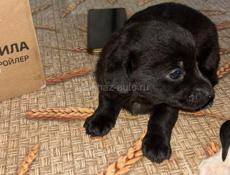 Отдаю даром щенков-таксы