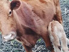 Корова с теленком