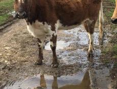 Продаю корову на мясо 