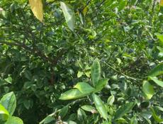 Продаю участок 