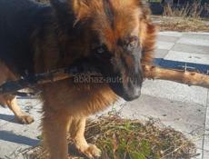 Щенки овчарки бесплатно