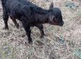 Продаются телята 