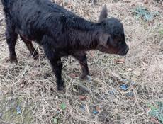 Продаются телята 