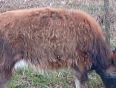 Бычок 5 месяцев 25 т