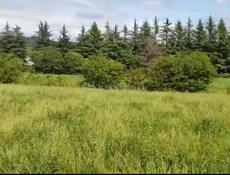 50 соток. Приграничная зона. Село Сальма. 