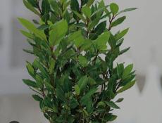 Продаётся лаврушка