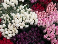 Тюльпаны оптом 