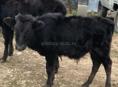Продам бычка 