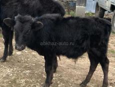 Продам бычка 