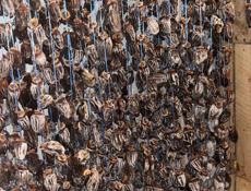 Хурма сушеная сладкая 