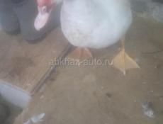 Ищу работу, парень 28 Лет, +79409362466