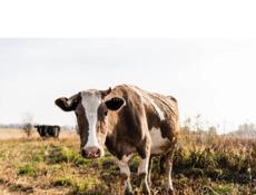 Куплю корову р-н Бамборы 