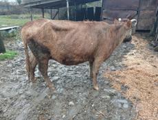 Продаю стельную корову