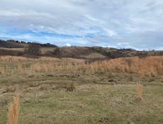 Срочно ЛАПСТАРХА, ЦАНДРЫПШ 