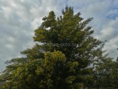 Мимозу продам 