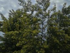 Мимозу продам 