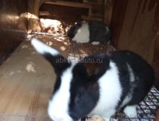 Кролики карликовые.