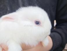 Кролики карликовые.