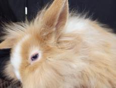 Кролики карликовые.