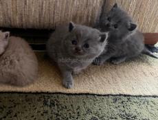 Британские котята! 