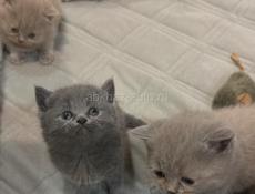 Британские котята! 