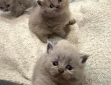 Британские котята! 