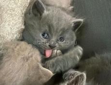 Британские котята! 