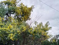 Продам мимозу